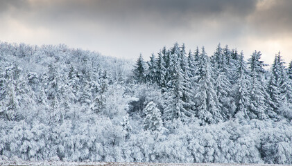 beautiful winter landscape  snow covered pine forest