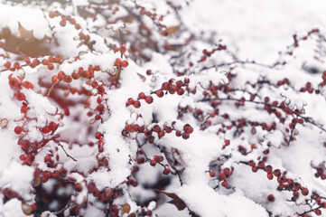 Holly and Festive Christmas Winter Garden