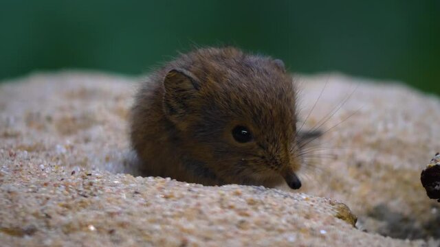 Close up of baby Elephant Mouse or elephant shrew or jumping mouse