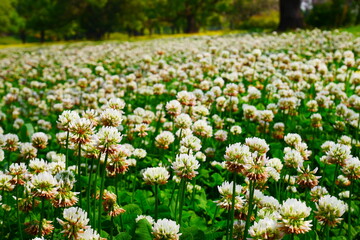シロツメクサ(white clover flower field)