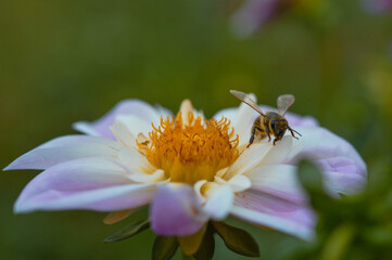 Bee in action, flying on a Dahlia 'Teesbrooke Audrey', bee on a pastel pink and white dahlia flower close up, pollinating. Macro photo, natural background.