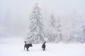 Dogs playing in the snow - winter landscape