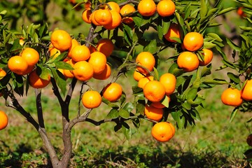 たわわに実ったミカン