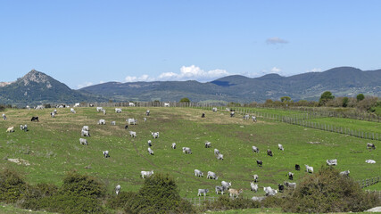 Fototapeta na wymiar Troupeau de bovins dans une pâture par une journée d'hiver ensoleillée en Italie, région Lazio.