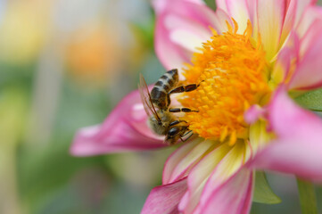 Bee on a Dahlia 'Fancy Pants' pink and white dahlia flower bee macro close up.