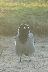 Fototapeta premium crow in the grass. forest