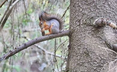 squirrel on the tree. forest