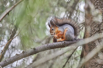 squirrel on the tree. forest