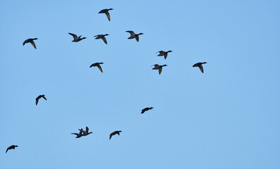 flock of ducks in flight