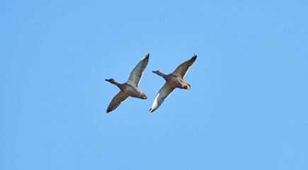 flock of ducks in flight