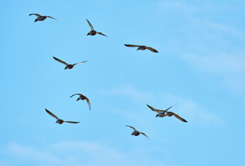 flock of ducks in flight