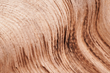 beautiful wooden brown driftwood. background