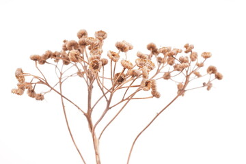 dry tansy on white background