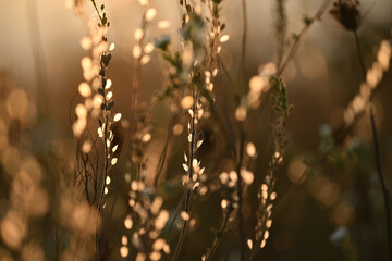Delicate dry flowers in the sunset sunlight. Artistic photo with soft selective focus. Dried flowers in the meadow.