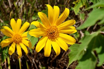 yellow flower in the garden