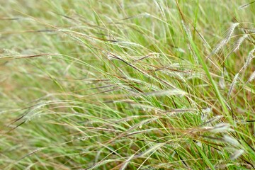 green grass background