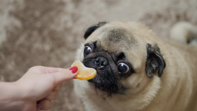 Funny pug hungrily looks at the slice of mandarin, sniffs it, the owner teases the dog, pug eat, good New Year spirit