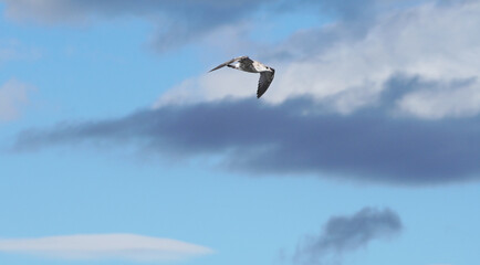 beautiful seagull in flight. Summer