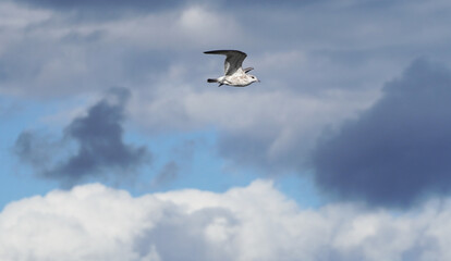 beautiful seagull in flight. Summer