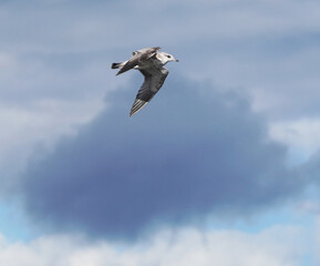 beautiful seagull in flight. Summer