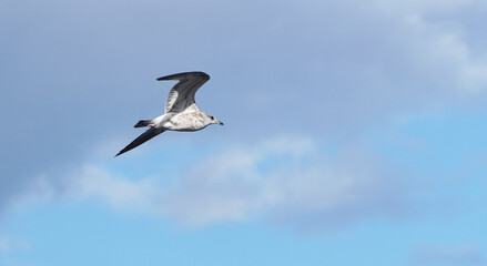 beautiful seagull in flight. Summer
