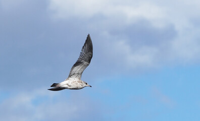 beautiful seagull in flight. Summer