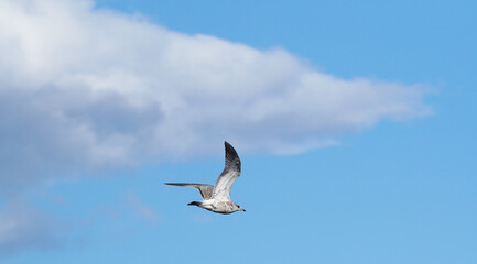 Fototapeta premium beautiful seagull in flight. Summer