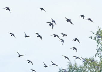 a flock of pigeons in flight