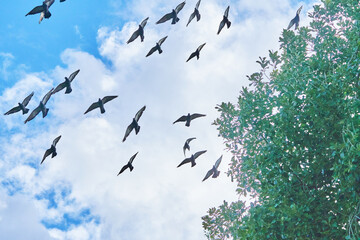 a flock of pigeons in flight