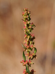 Curly Dock (Rumex crispus)