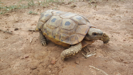 Leopard tortoise at Hlane Royal National Park