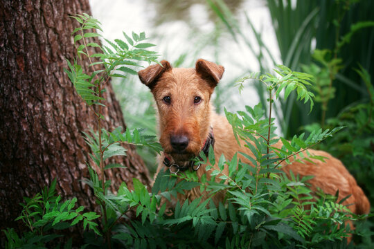 Portrait of a red dog on a background of green grass and a lake.