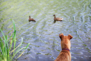 Hunting dog tracks ducks on the lake. Irish terrier. - 397240952