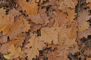 Beautiful fallen oak leaves on the ground. Autumn forest. Oak Grove. Close-up. View from above. Wallpaper. Macro.
