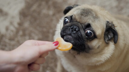 Funny pug hungrily looks at the slice of mandarin, sniffs it, the owner teases the dog, good New...