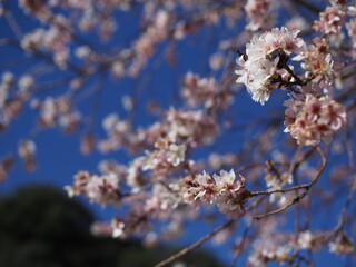tree blossom