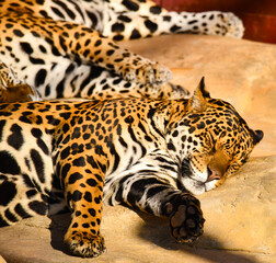 A family of jaguars, fast and daring, asleep and bask in the sun