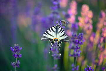 butterfly on a flower