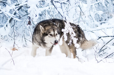 dog in the snow in winter, alaskan malamute