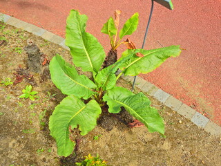 Plant (Rumex azoricus)