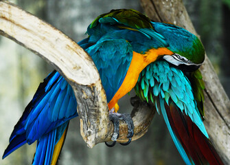 The blue parrot is busy with its morning toilet and clean the feathers