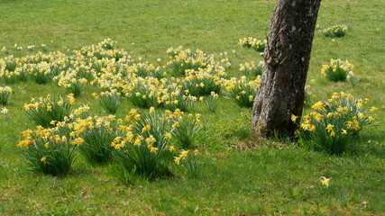 Wilde Narzissen (Sternenblumen) in Gaugenwald, Gemeinde Neuweiler, Nordschwarzwald