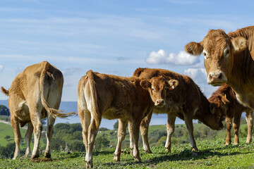 Troupeau de bovins dans une pâture par une journée d'hiver ensoleillée en Italie, région Lazio.