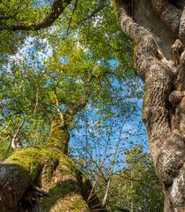 Naturdenkmal Tassilolinde in Wessobrunn, Bayern, Deutschland
