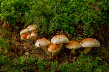 Plize, Ziegelroter Schwefelkopf (Hypholoma lateritium)