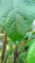leaf with water drops