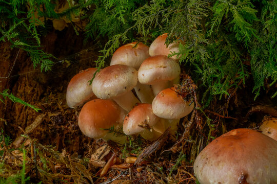 Plize, Ziegelroter Schwefelkopf (Hypholoma lateritium)