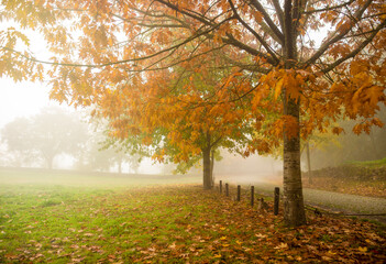 Nature park with fog in autumn