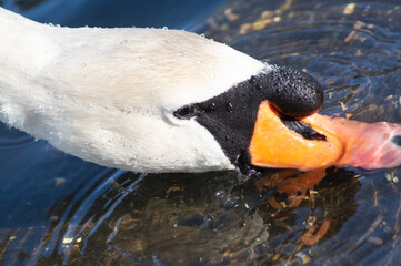 Hyper close up shot of a swan