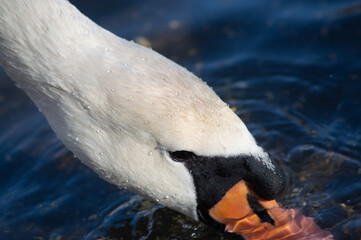 Hyper close up shot of a swan